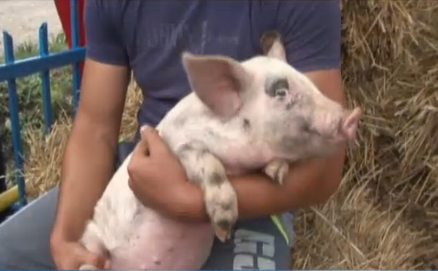 Tinerii din Bistrita-Nasaud s-au intrecut la taiat de lemne si carat de baloti