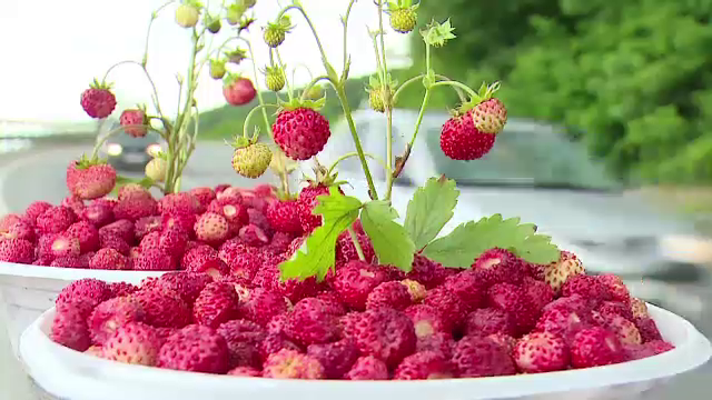 Fragutele romanesti, aur pentru sarmani. Indiferenta statului ii lasa singuri in negocierile cu strainii, la margine de drum