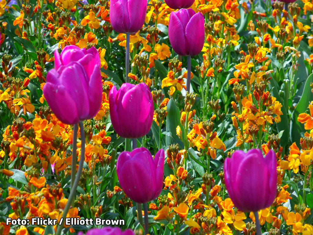 Povestea celor mai ravnite flori din lume. Un singur fir costa mai mult decat cel mai vestit tablou al lui Rembrandt