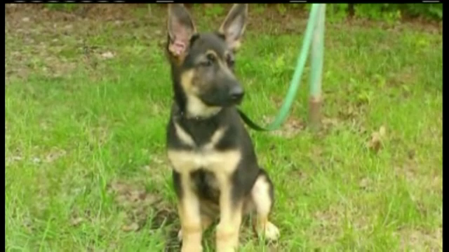 S-a urcat pe locul soferului si a "condus" masina intr-un lac. Isprava unei cateluse de 5 luni