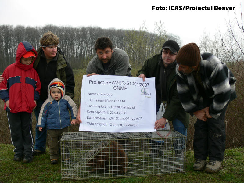 castor eliberat in Romania