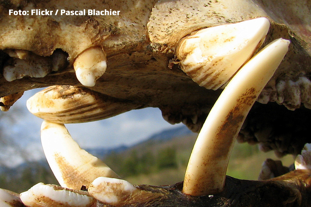 Au sunat la 112 de frica mistretilor. Trei sate din Prahova traiesc cu spaima din cauza animalelor