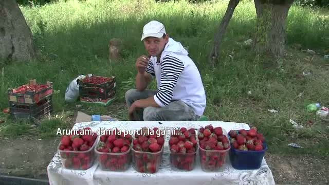 Greseala enorma comisa de producatorii de capsuni in acest an. In loc sa faca profit, au ajuns sa isi dea fructele la porci
