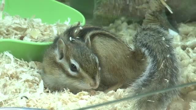 Aricii africani si veveritele siberiene, noile animale de companie ale romanilor. Cat costa un exemplar