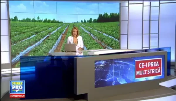 Greseala enorma comisa de producatorii de capsuni in acest an. In loc sa faca profit, au ajuns sa isi dea fructele la porci