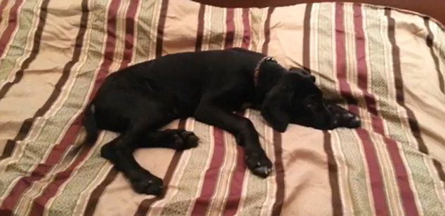 Cainele care a devenit viral pe internet. Cum ii raspunde stapanului care se roaga de el sa se trezeasca. VIDEO