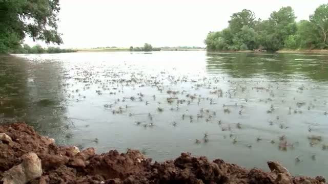 Spectacol al naturii in Mures. Fluturii trec de la stadiul de larva la adult, oferind un tablou de poveste