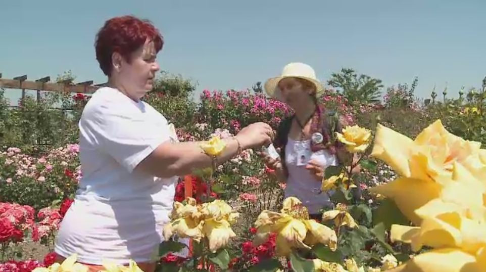 Festivalul Trandafirilor de la Sibiu. Cum arata singurele flori din lume care au mai multe culori pe aceeasi petala