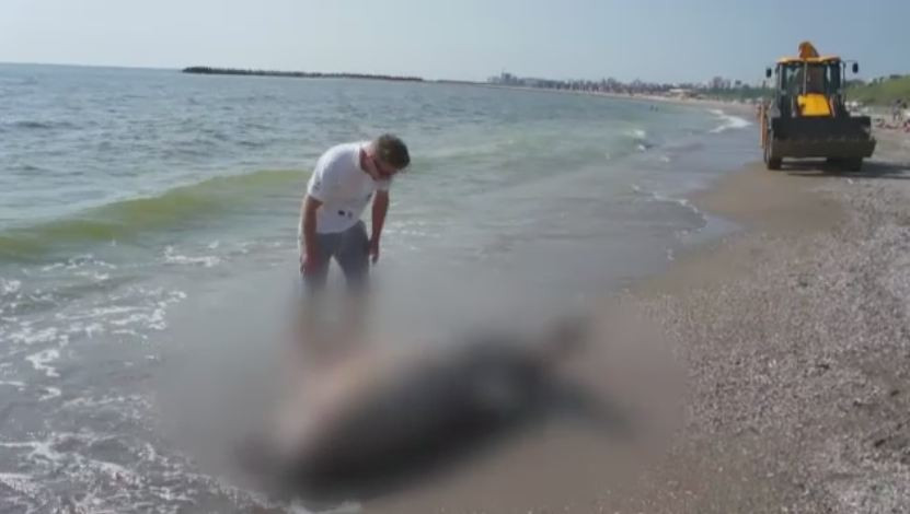 Trei delfini esuati pe plajele de pe litoral in mai putin de 24 de ore. De vina ar fi plasele amplasate ilegal de braconieri