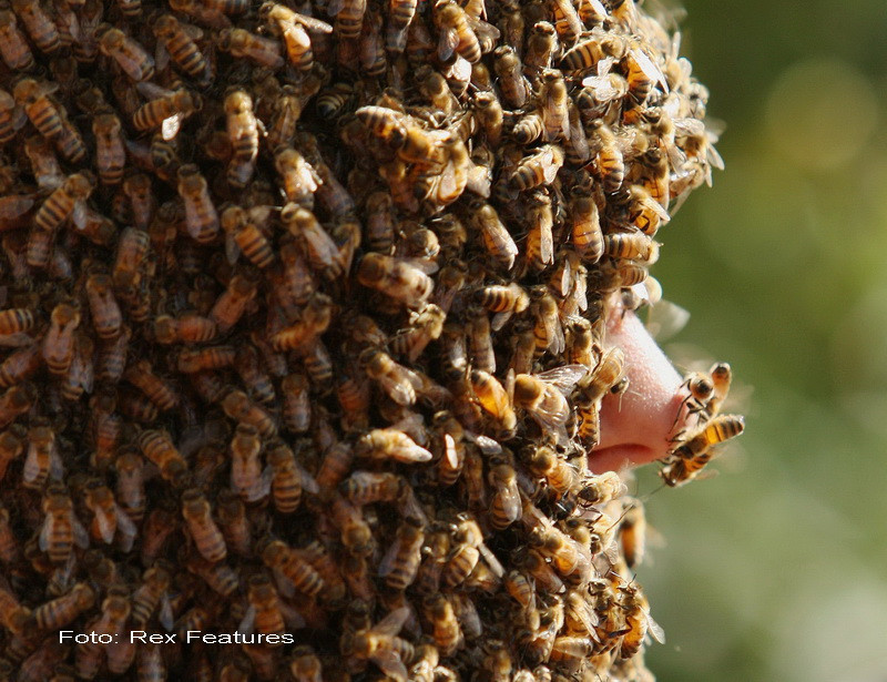 Un barbat s-a lasat acoperit de 326.000 de albine si a stabilit un record mondial. VIDEO