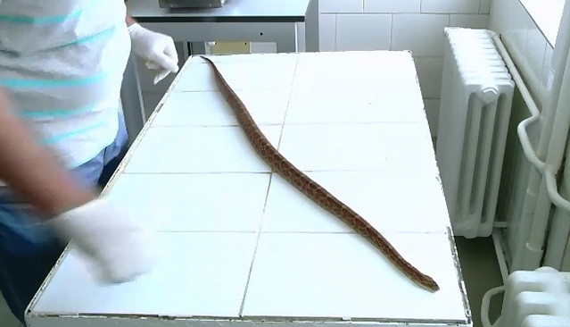 Muscat de sarpe in sediul Directiei Sanitar Veterinare din Iasi. Cum a ajuns reptila acolo