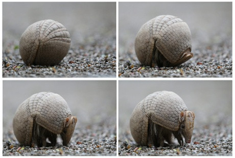 Armadilo brazilian