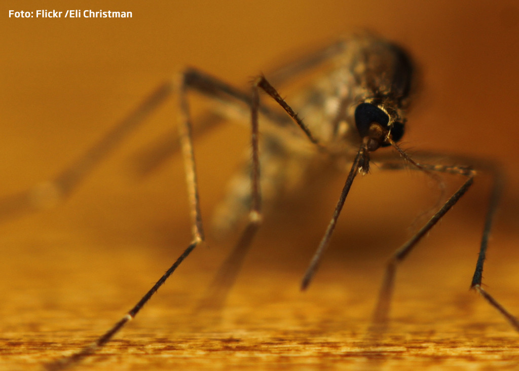 Cercetatorii britanici vor sa schimbe sexul tantarilor. Ce consecinte va avea pentru sanatatea a sute de milioane de oameni