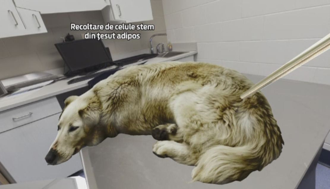 Metoda prin care catelusa Bibi a fost vindecata de reumatism cu celule stem extrase din tesutul adipos