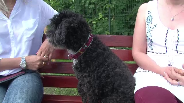 Primul parc pentru caini din Romania a fost amenajat la Botosani. Ce spun oamenii despre investitia de 300.000 de lei