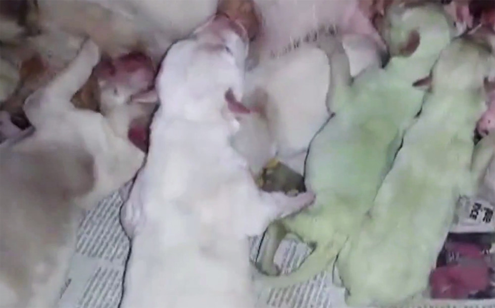 Doi pui de catel s-au nascut cu blanita verde fosforescent. "Veterinarii nu m-au crezut pana nu au vazut pozele"