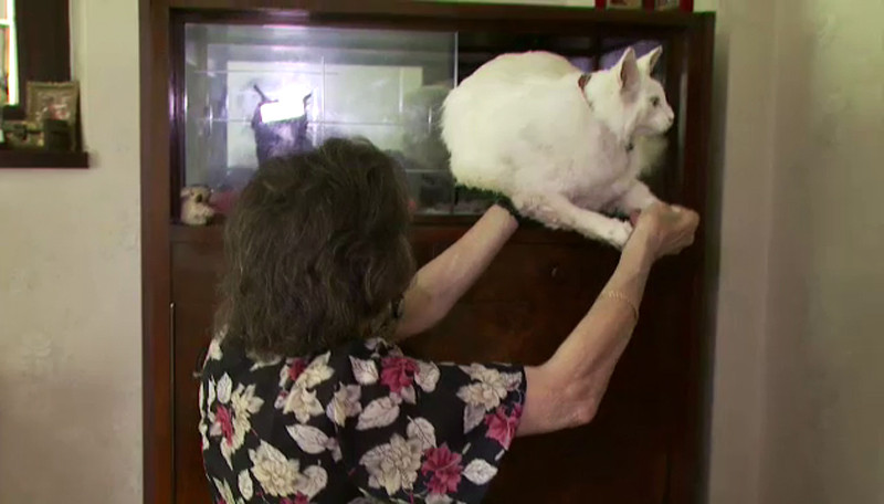 Animalele de casa ating "nemurirea" in vitrinele proprietarilor. Procedeul complicat prin care pot fi impaiate