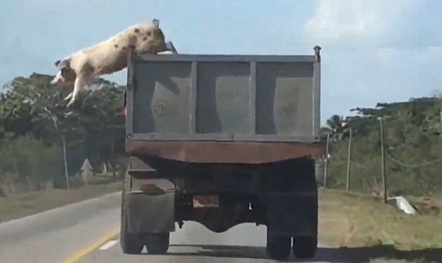 Inca o evadare a unui porc in drum spre abator. Peste 60.000 de oameni au urmarit imaginile cu animalul sarind din masina