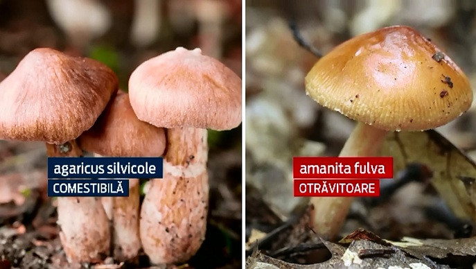 Cum puteti testa ciupercile bune de cele otravitoare. Specialistii recomanda cumpararea lor doar din anumite piete