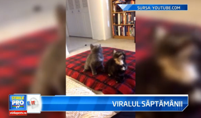 iLikeIT, viralul saptamanii. Pisicile care danseaza dubstep