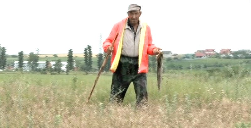dezastru ecologic pesti morti