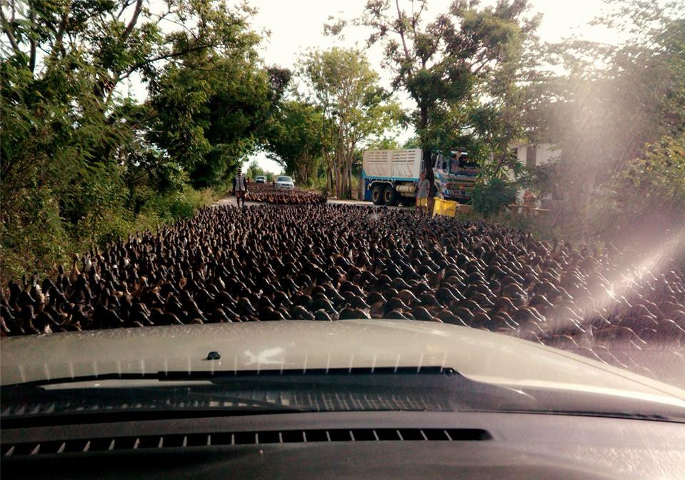 “Raul de rate” din Thailanda. Ce se intampla cand un cârd urias de pasari blocheaza o sosea. VIDEO