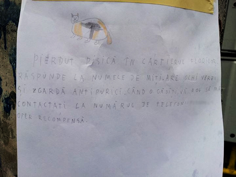 Anuntul care i-a emotionat pe locuitorii Brasovului. Ce a facut un copil care si-a pierdut pisica