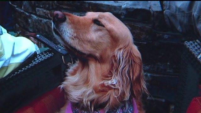 Un caine s-a intors dupa doi ani la stapanii lui dupa ce s-a pierdut intr-o padure din Statele Unite