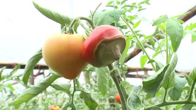 Adevaratul dezastru produs de ploile care nu se mai opresc. Legumele si fructele, mucegaite in serele pline de apa