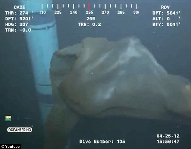 deepstaria reticulum