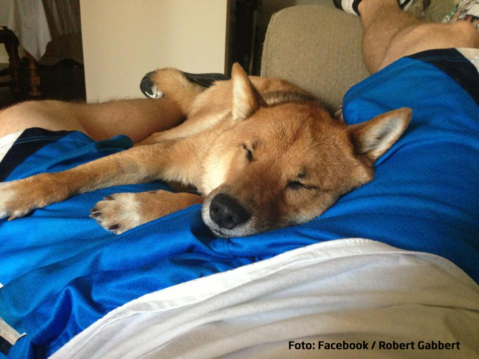 cainele Baxter al soldatul Robert Gabbert