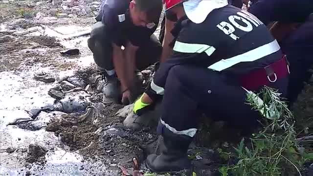 Operatiune dramatica pentru salvarea a 9 oi din Dej care au cazut intr-o groapa cu smoala. Finalul nu a fost unul fericit