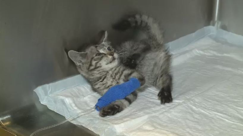 Pisica impuscata in cap si lasata sa moara in tufis. Medicul veterinar care i-a salvat viata a mers imediat la politie