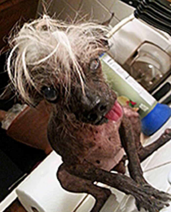 Cei mai urati caini din lume, premiati la un concurs special din SUA. Galerie FOTO