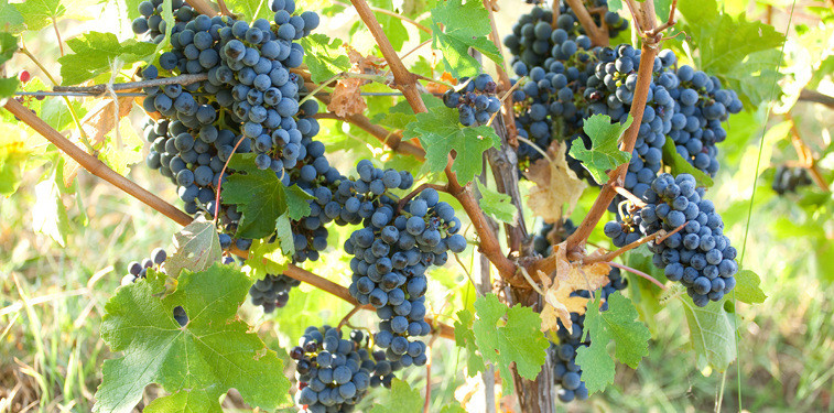 Corcova, Mehedinti - 5