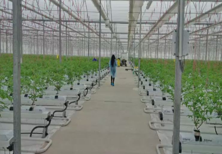 Povestea romanilor care au riscat totul pentru o sera ce se invarte dupa soare. Acum produc 40 de tone de rosii pe luna