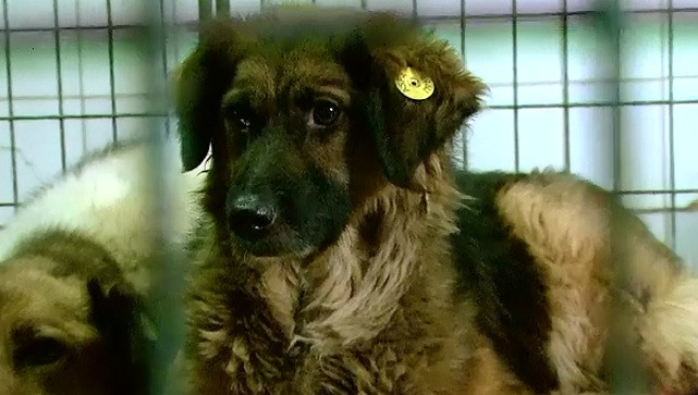 STIRI INTERNE PE SCURT. Eutanasierea cainilor fara stapan ar putea fi oprita