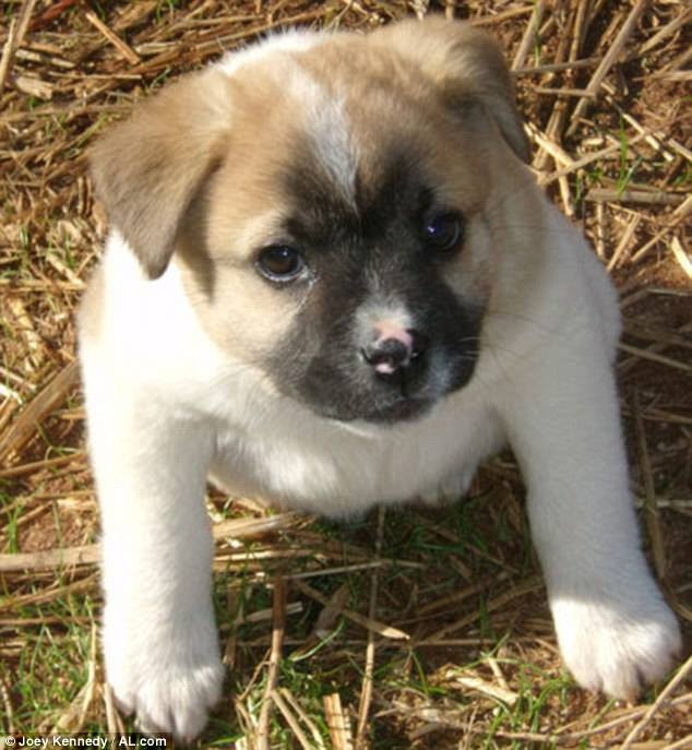 "Pare o eroare a Photoshop-ului, dar este real". Cum arata catelul fara gat care face senzatie pe internet. VIDEO