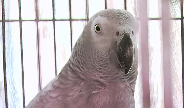 A mers la politie sa reclame ca papagalul cumparat nu ii vorbeste. Cum a ajuns un bucurestean in topul reclamatiilor trasnite