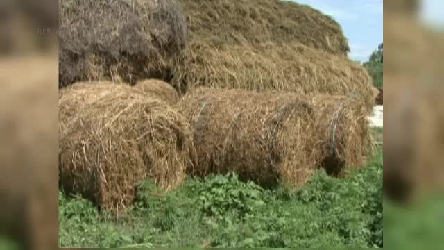 Scandal cu focuri de arma intre romi si romani, in Hadareni. Totul a pornit de la un barbat prins la furat de lucerna