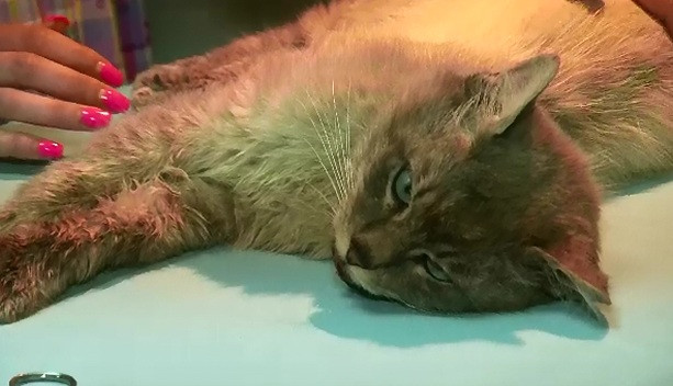 Cruzimea unora dintre semenii nostri fata de animale nu cunoaste limite. Un motan a fost impuscat in plina strada, la Suceava