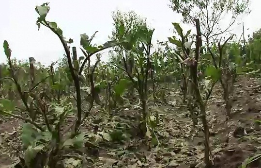 Fenomenele extreme ale verii au distrus hectare intregi de culturi in tara. Grindina a pus la pamant porumbul si graul