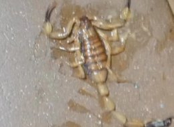 A gasit un scorpion in lada cu banane dintr-un supermarket Walmart din SUA. Reactia clientilor