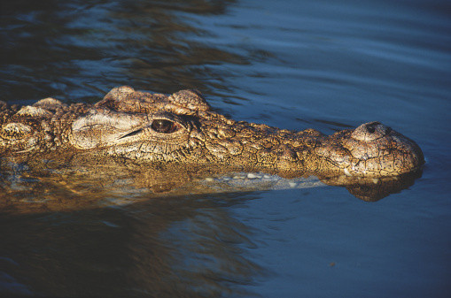 Britanicii, ingroziti de un crocodil care ar vana in apele raului Avon