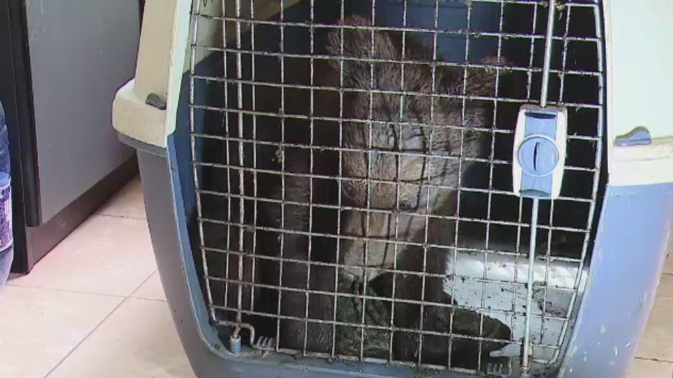 Pui de urs de 4 luni, salvat de medicii veterinari din Covasna. Avea hemoragie interna, dupa ce a fost lovit de o masina