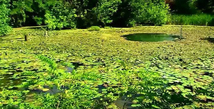 Specie unica de nuferi, disparuta complet din rezervatia Baile 1 Mai. Cine este raspunzator pentru peisajul dezolant de azi