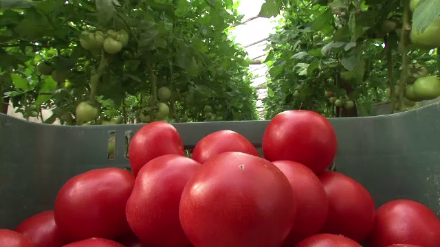 Zeci de tone de rosii cu pesticide peste limita, oprite de la comercializare