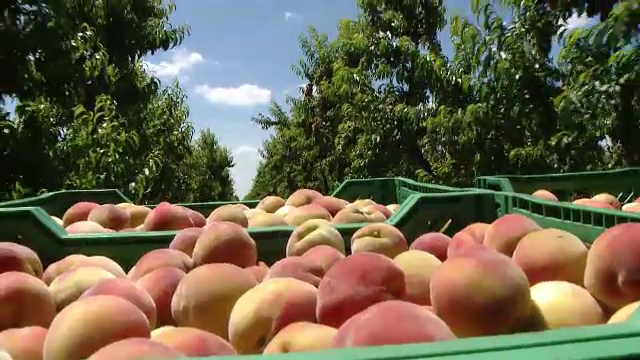 Concurenta nedreapta a fructelor de import. Situatia absurda in care sunt fermierii nostri, cu productii record la piersici