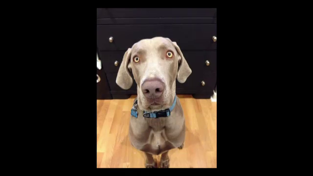 Un politist care a impuscat un caine inofensiv in timpul unei misiuni a provocat indignare. Reactia a mii de oameni