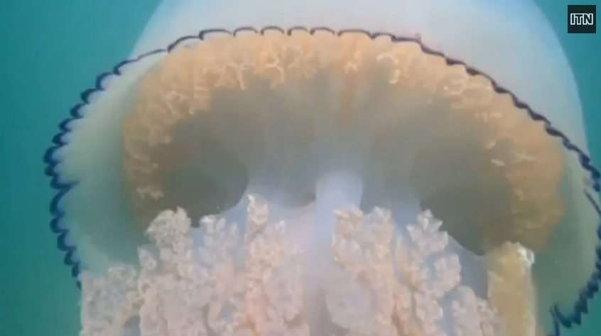 Meduza-gigant de 20 de kilograme, filmata in largul coastelor Marii Britanii. VIDEO